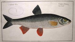 DACE  CYPRINUS DOBULA