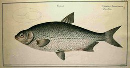 CYPRINUS BUGGENHAGH