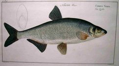 VIMBA   CYPRINUS VIMBA
