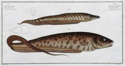 BANDED KNIFEFISH     GYMNATUS CARAPO