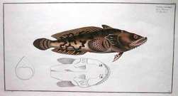 TOADFISH  COTTUS GRUNIENS