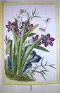 PURPLE FLOWER INSECT & BUTTERFLY
