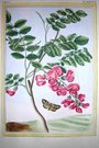 PINK & YELLOW FLOWERS WITH BUTTERFLY