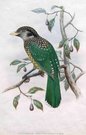 GOULD'S BIRDS  ..   AILUROEDUS MELANOCEPHALUS