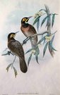 GOULD'S BIRDS  ..   MELIDECTES EMILII