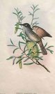 GOULD'S BIRDS  ..   PTILOTIS MARMORATA