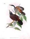 GOULD'S BIRDS  ..   GARRALUX DELESSERTI