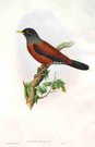 GOULD'S BIRDS  ..  TURDUS GOULDI