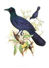 GOULD'S BIRDS  ..MANUCODIA CHALYBEATA