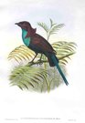 GOULD'S BIRDS  ..   LAMPROTHORAX WILHELMINAE