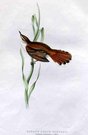 GOULD'S BIRDS  ..  RUFOUS SEDGE WARBLER