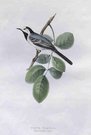 GOULD'S BIRDS  ..  WHITE WAGTAIL