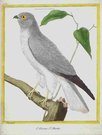 L'OISEAU ST MARTIN