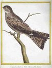CRAPAUD-VOLANT OU TETTE-CHEVRE DE LA GUIANE