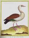 FEMELLE DE L'OYE DU CAP DE BONNE ESPERANCE