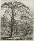 TREES   SCOTCH FIR AT DUNMORE