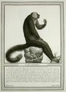 MONKEYS   IL SAKI A CAPO BIANCO