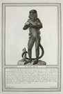 MONKEYS   IL SAJOU BRUNO