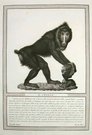 MONKEYS   IL CHORAS