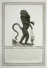 MONKEYS   IL GUENONE A NASO LUNGO
