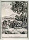 LE LOUP ET LE CHIEN