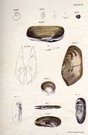 SHELLS NATURAL HISTORY OF NEW YORK PLATE 32