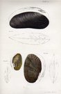 SHELLS NATURAL HISTORY OF NEW YORK PLATE 14