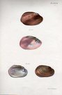 SHELLS NATURAL HISTORY OF NEW YORK PLATE 39