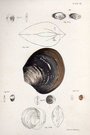 SHELLS NATURAL HISTORY OF NEW YORK PLATE  26