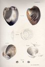 SHELLS NATURAL HISTORY OF NEW YORK PLATE 27