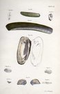 SHELLS NATURAL HISTORY OF NEW YORK PLATE 33