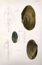 SHELLS NATURAL HISTORY OF NEW YORK PLATE 18