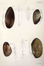 SHELLS NATURAL HISTORY OF NEW YORK PLATE 20