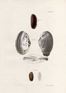 SHELLS NATURAL HISTORY OF NEW YORK PLATE 30