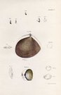 SHELLS NATURAL HISTORY OF NEW YORK PLATE 31