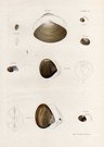 SHELLS NATURAL HISTORY OF NEW YORK PLATE 25