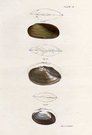 SHELLS NATURAL HISTORY OF NEW YORK PLATE 16