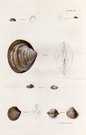 SHELLS NATURAL HISTORY OF NEW YORK PLATE 23