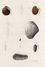 SHELLS NATURAL HISTORY OF NEW YORK PLATE 28