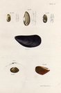 SHELLS NATURAL HISTORY OF NEW YORK PLATE 13