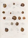 SHELLS NATURAL HISTORY OF NEW YORK PLATE 2