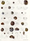 SHELLS NATURAL HISTORY OF NEW YORK PLATE 3