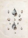SHELLS NATURAL HISTORY OF NEW YORK PLATE  35