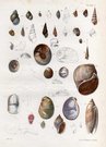 SHELLS NATURAL HISTORY OF NEW YORK PLATE 7