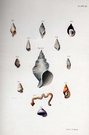 SHELLS NATURAL HISTORY OF NEW YORK PLATE  36