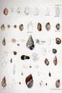 SHELLS NATURAL HISTORY OF NEW YORK PLATE  4