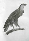 EAGLE.    EYGPTIAN EAGLE   PLATE 1