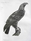 EAGLE.  EGYPTIAN EAGLE  PLATE 12