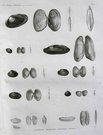 SHELLS  PLATE 7