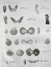 SHELLS  PLATE 13